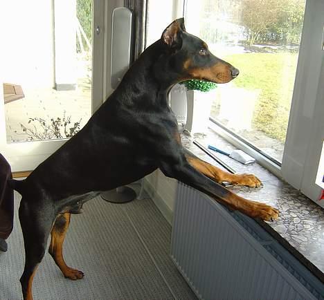Dobermann ROCKY billede 4