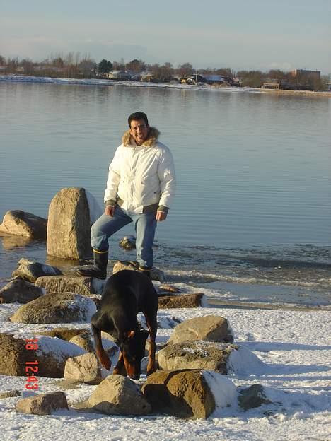 Dobermann ROCKY billede 5