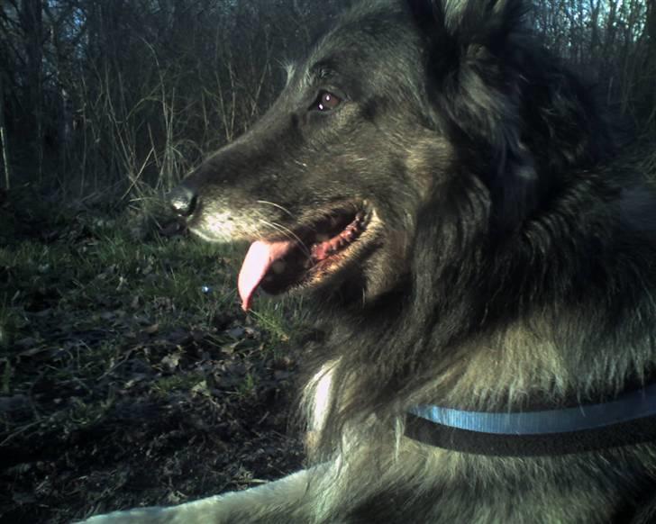 Belgisk hyrdehund Baloo - ude at gå =) [fotograf mig] NYT! billede 5