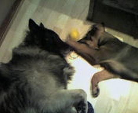 Belgisk hyrdehund Baloo - "Avv " bjørn giver Baloo en over snuden =p billede 6