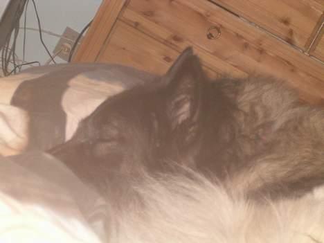 Belgisk hyrdehund Baloo - Baloo der liger og hygger i min seng  billede 7