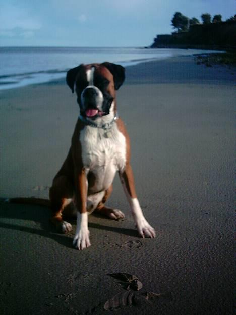 Boxer Tyson - Ligner Tyson på Bali :) fra sommer ´05 billede 1