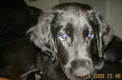 Flat coated retriever Kato billede 13