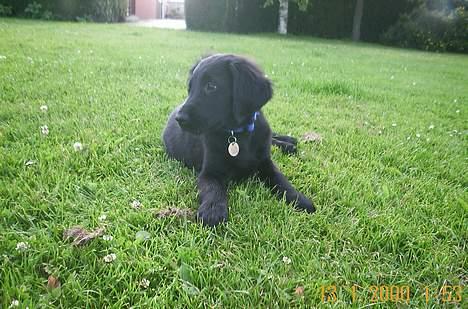 Flat coated retriever Kato billede 14