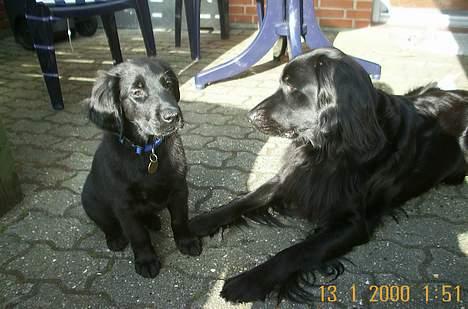 Flat coated retriever Kato billede 15