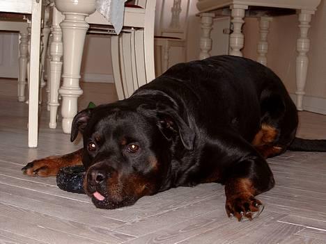 Rottweiler Tyson ( R.I.P 2/10-2013) - jeg kan også række tunge af dig billede 11