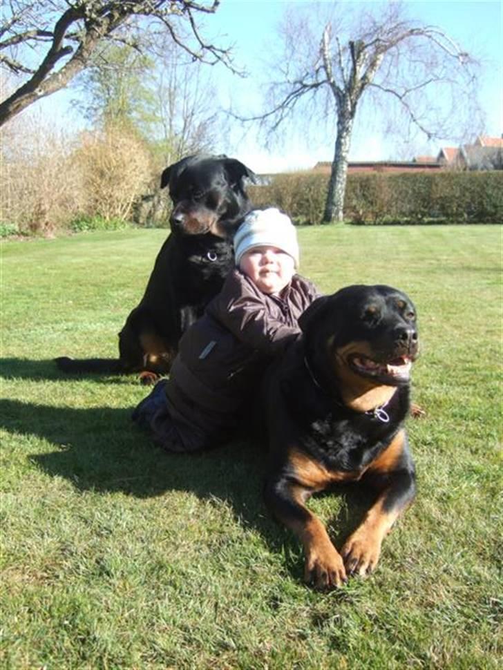 Rottweiler Clair (R.I.P 2010) - hygge i haven, april 2008 billede 11