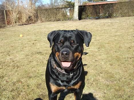 Rottweiler Clair (R.I.P 2010) - hey tag et billede af miiiig! billede 12