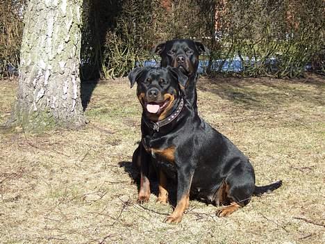 Rottweiler Tyson ( R.I.P 2/10-2013) - Tyson og Clair 2006 billede 12