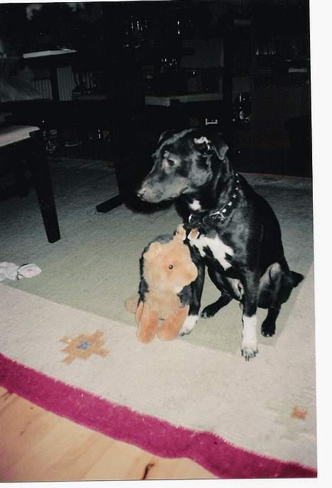 Dansk svensk gaardhund cæsar. - hej med jer den ud. billede 2