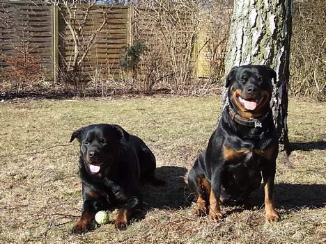 Rottweiler Clair (R.I.P 2010) - Tyson og Clair 2006 billede 13