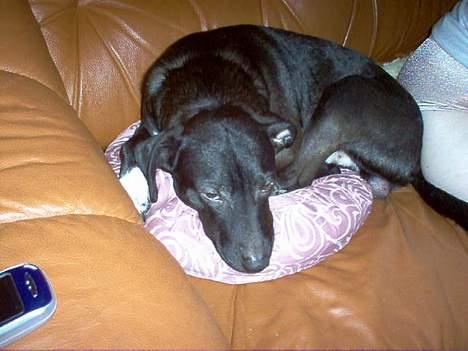 Dansk svensk gaardhund cæsar. - sssssssss jeg sove. billede 3