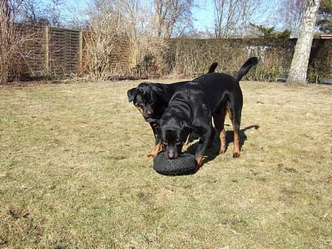 Rottweiler Tyson ( R.I.P 2/10-2013) - det er mit dæk... billede 14