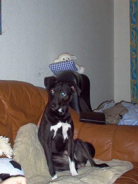 Dansk svensk gaardhund cæsar. - se jeg ikke find ud her vad pige ??? billede 5