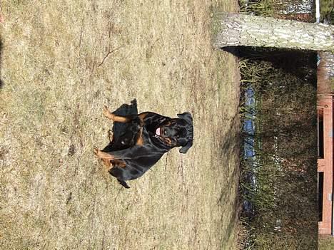 Rottweiler Clair (R.I.P 2010) billede 14