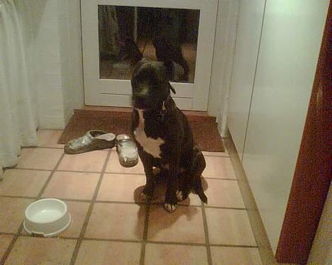 Amerikansk bulldog Deca billede 11