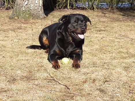 Rottweiler Tyson ( R.I.P 2/10-2013) billede 15