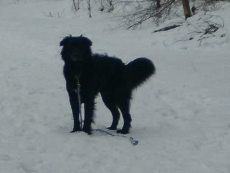 Blanding af racer Mads - hva kan i følge med eller hva??? billede 14