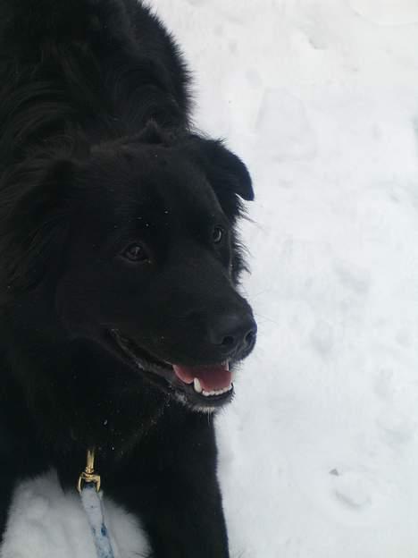 Blanding af racer Mads - slapper lige lidt af billede 15