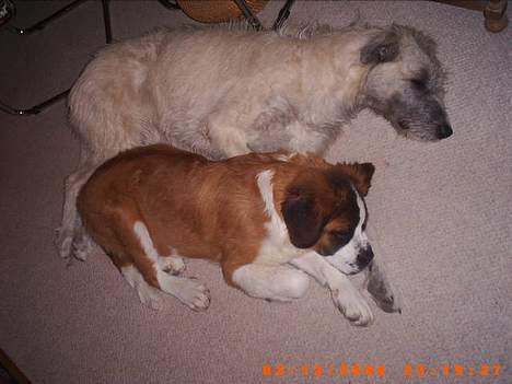 Sankt bernhardshund ~Aslan~ - dejligt min ven fanta passer på mig... billede 9