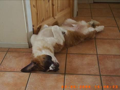 Sankt bernhardshund ~Aslan~ -   UUUHM.....  livet er skønt..............jeg sover vist på mange af billederne,gør jeg ikk`!!! billede 10