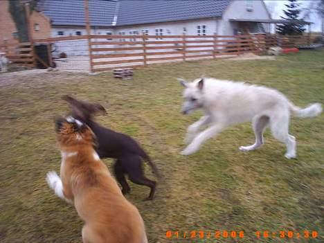 Sankt bernhardshund ~Aslan~ - sjov og ballade................. billede 11