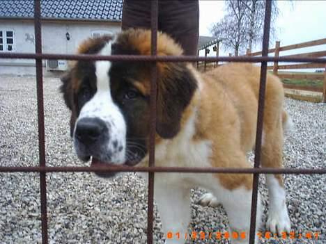 Sankt bernhardshund ~Aslan~ - luk mig nu lige ud lidt..... billede 12