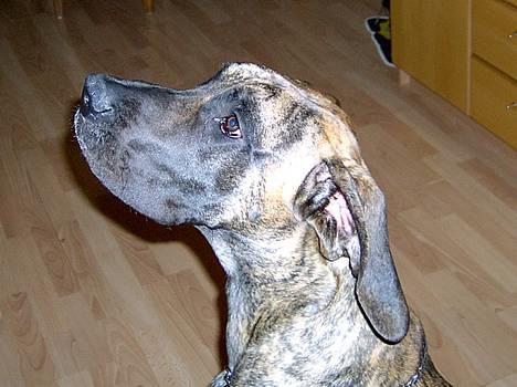 Grand danois Toffee billede 1