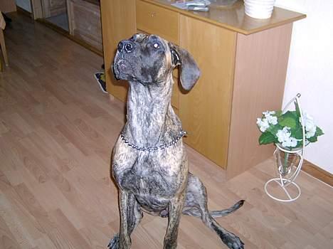 Grand danois Toffee - se.. jeg sidder pænt nu.. GIV mig så den kiks... NU"! billede 2