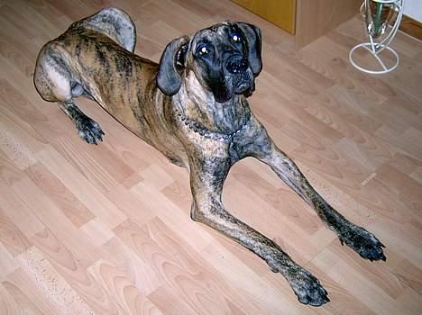 Grand danois Toffee - HAR fundet ud af at, Hvis jeg lægger mig pænt .. så får man god mad som belønding  billede 3