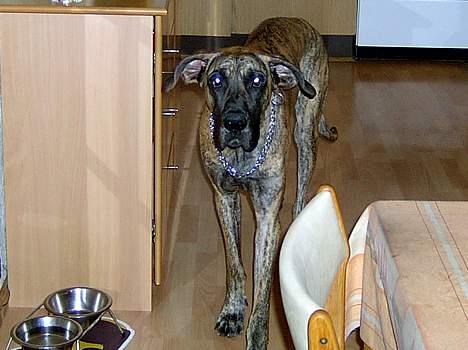 Grand danois Toffee - HVEM SAGDE MAD ?? billede 4