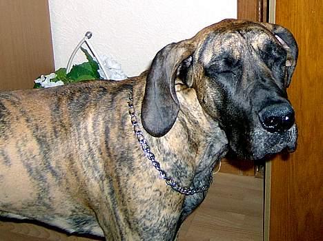 Grand danois Toffee - AHHG .. bliz. .. Danm. jeg ser Stoned ud på det billede billede 5