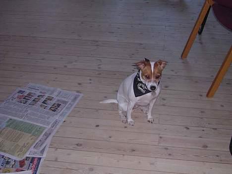 Dansk svensk gaardhund Nanna billede 1