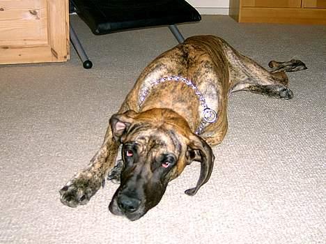 Grand danois Toffee - hmmm.. hvorfor er det lige at du skal knipse med det latterlige kamera HVER gang jeg putter ?. billede 6