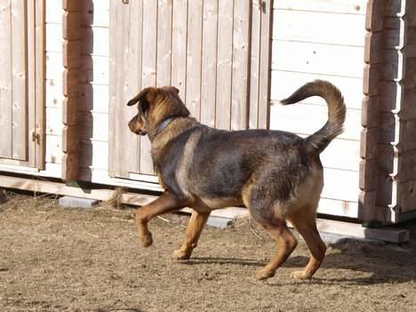 Blanding af racer Rottweiler/ Schæfer King  billede 8