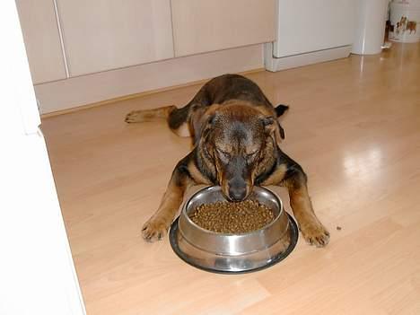 Blanding af racer Rottweiler/ Schæfer King  - Rolig, Jeg spiser! billede 9