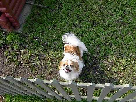 Blanding af racer Felix billede 6