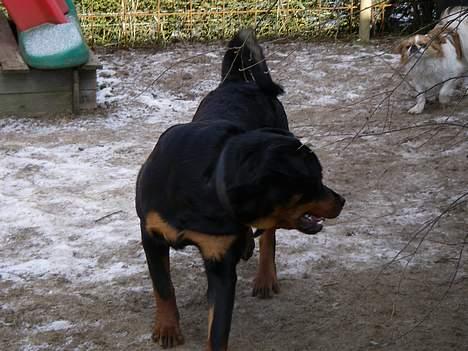 Rottweiler Brutus - Pas på jeg kan godt blive SUR billede 9