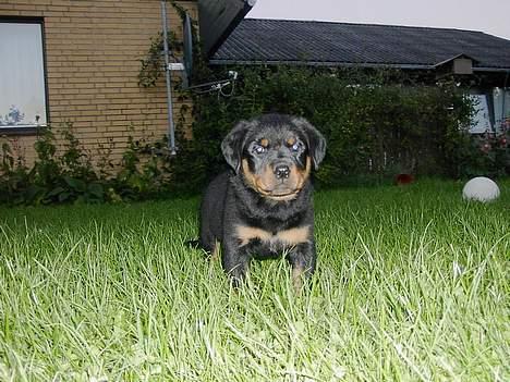 Rottweiler Brutus - Hjemme. billede 10