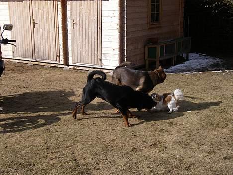 Blanding af racer Rottweiler/ Schæfer King  - Leg i haven billede 10