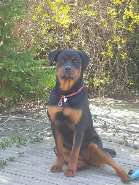 Rottweiler Tulle Larsen - Her er jeg så.... med det royale navn Tulle Larsen billede 1