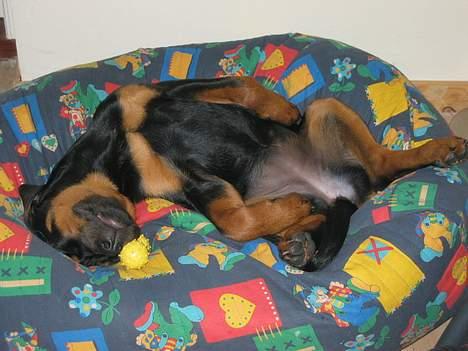 Rottweiler Tulle Larsen - Da jeg var mindre sov jeg bedst i en gammel sækkestol... suk, den var goooo!! billede 2
