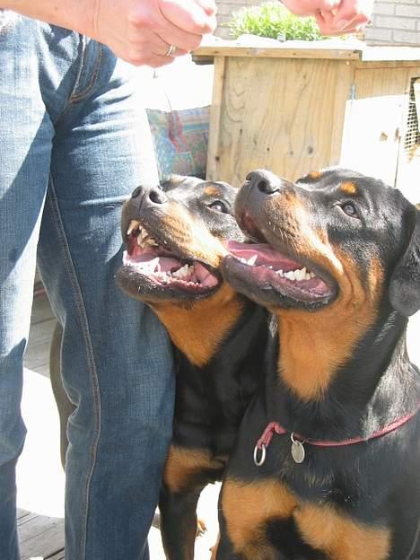 Rottweiler Tulle Larsen - Her er jeg med min bedste veninde Gipsy.... det er mig som er forrest!! billede 3
