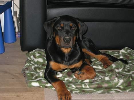Rottweiler Tulle Larsen - Her er jeg 9 måneder gammel.... og se lige en royal positur..... hmmmmm!!! billede 4