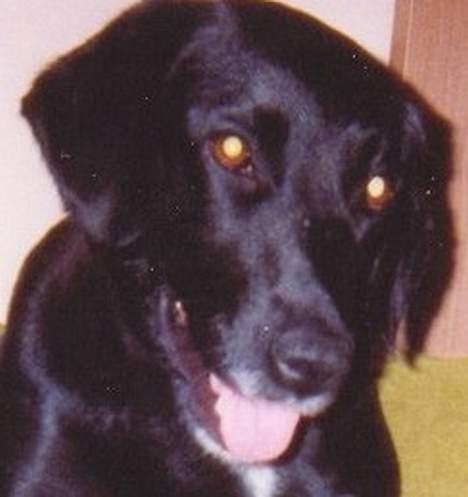 Blanding af racer Frida billede 1