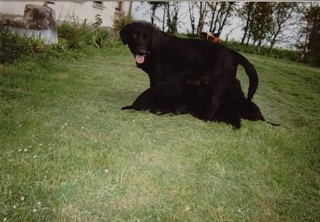 Blanding af racer Frida billede 2