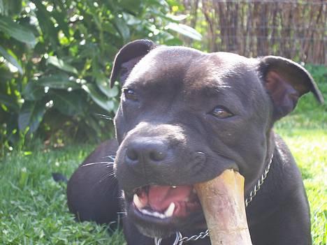 Staffordshire bull terrier Westlund Stacia billede 17