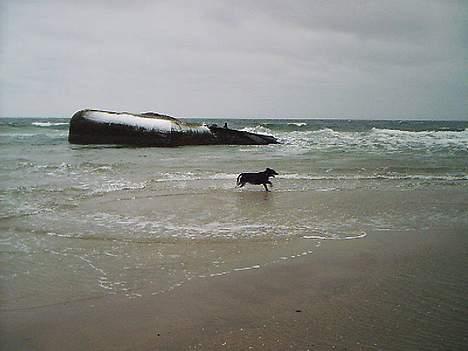 Blanding af racer Frida billede 3