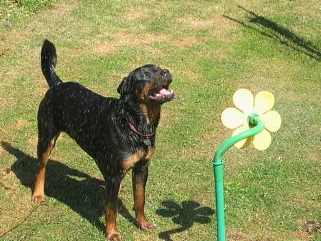 Rottweiler Tulle Larsen - Den der blomst kommer der altså vand ud af.... den er bare skøøøøn på en varm sommerdag! billede 5
