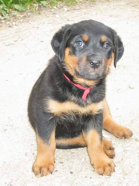 Rottweiler Tulle Larsen - Det var derfor familien købte mig.... se mig... hihihi!! Jeg er skøøønnnnn! billede 7